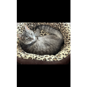 Image of Zena, Lost Cat