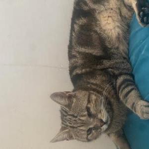 Lost Cat Spirit
