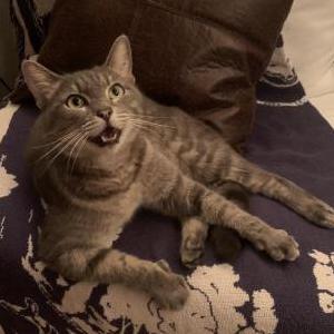 Lost Cat Sushi