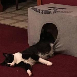 Lost Cat Katiejo