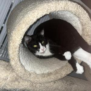 Lost Cat Salem