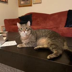 Lost Cat Cole