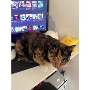 Lost Cat Akali