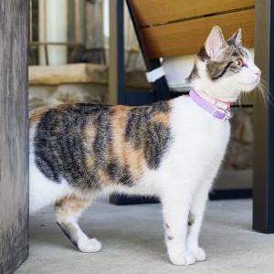 Image of Marzy, Lost Cat