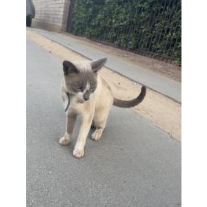 Found Cat Unknown
