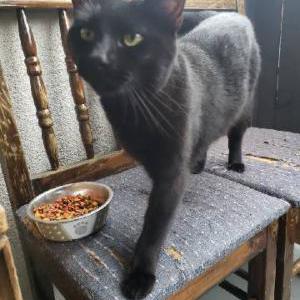 Lost Cat Jack