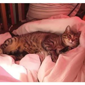 Lost Cat Hashbrown 