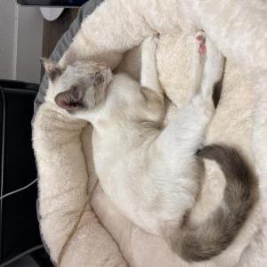Found Cat Unknown