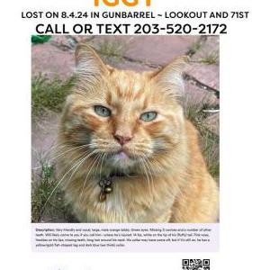 Lost Cat Iggy