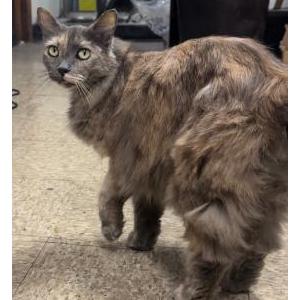Lost Cat Luna