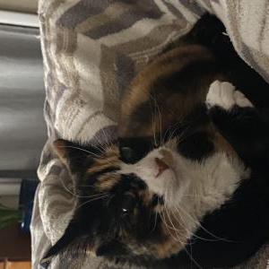 Lost Cat Parker