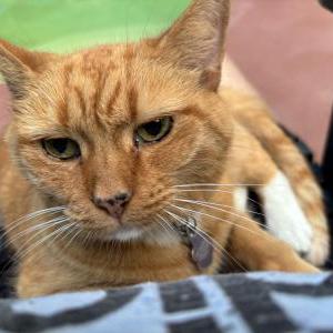 Lost Cat Lily