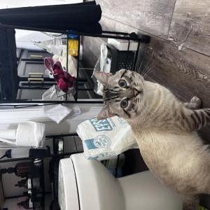 Lost Cat Natt?