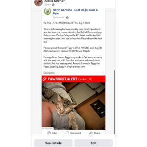 Lost Cat Tiggy