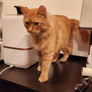 Lost Cat Speedy