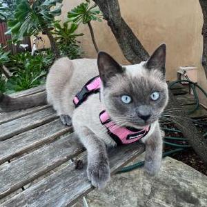 Lost Cat Tonnie
