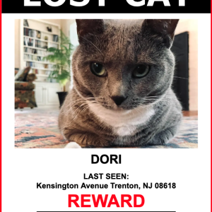 Lost Cat Dori