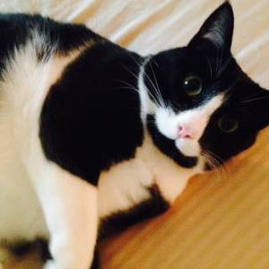 Lost Cat Adidas