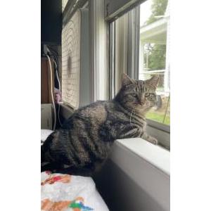 Lost Cat Bandit