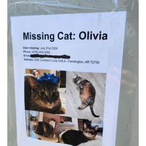 Image of Olivia, Lost Cat
