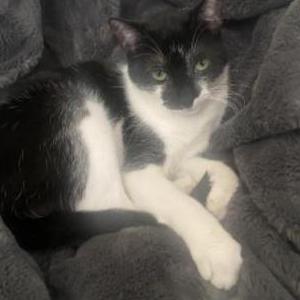 Lost Cat Catterina