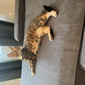 Found Cat Unknown