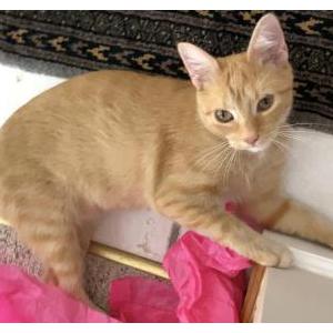 Lost Cat Mia