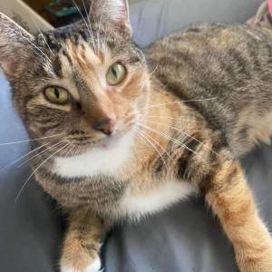 Lost Cat Darling