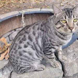 Lost Cat Thunder
