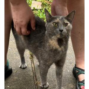 Found Cat Unknown