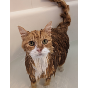Lost Cat Pumpkin