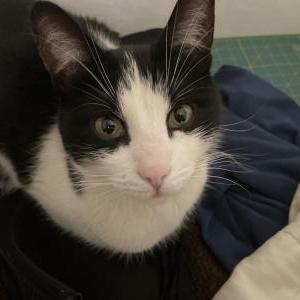 Lost Cat Mr snugglepants