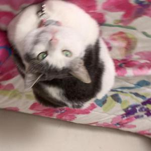 Lost Cat Diamond