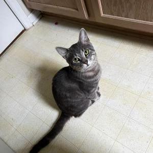 Found Cat Kitty 