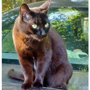 Lost Cat Raven