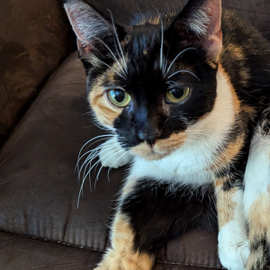 Found Cat unknown