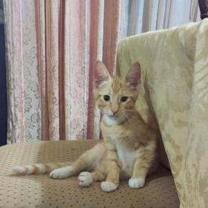 Found Cat Unknown