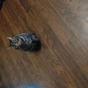 Lost Cat Bethany