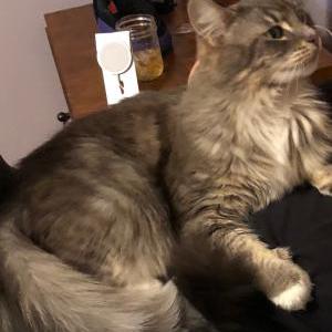 Lost Cat Rosie