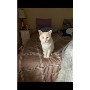 Lost Cat Tic Tac