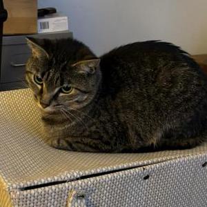 Lost Cat Misty