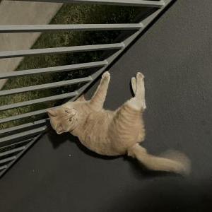 Found Cat Unknown