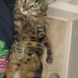 Lost Cat Stainz