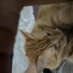 Lost Cat Kai