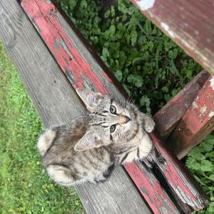 Lost Cat Smokey