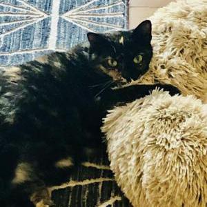 Lost Cat Sissy