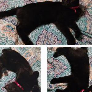 Image of Cinder-Ella, Lost Cat