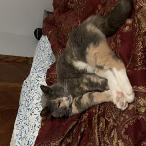 Lost Cat Lilly