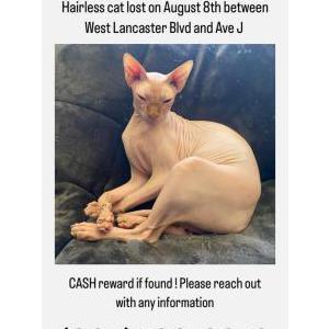 Lost Cat Dobby