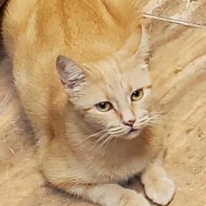Lost Cat ChuCha